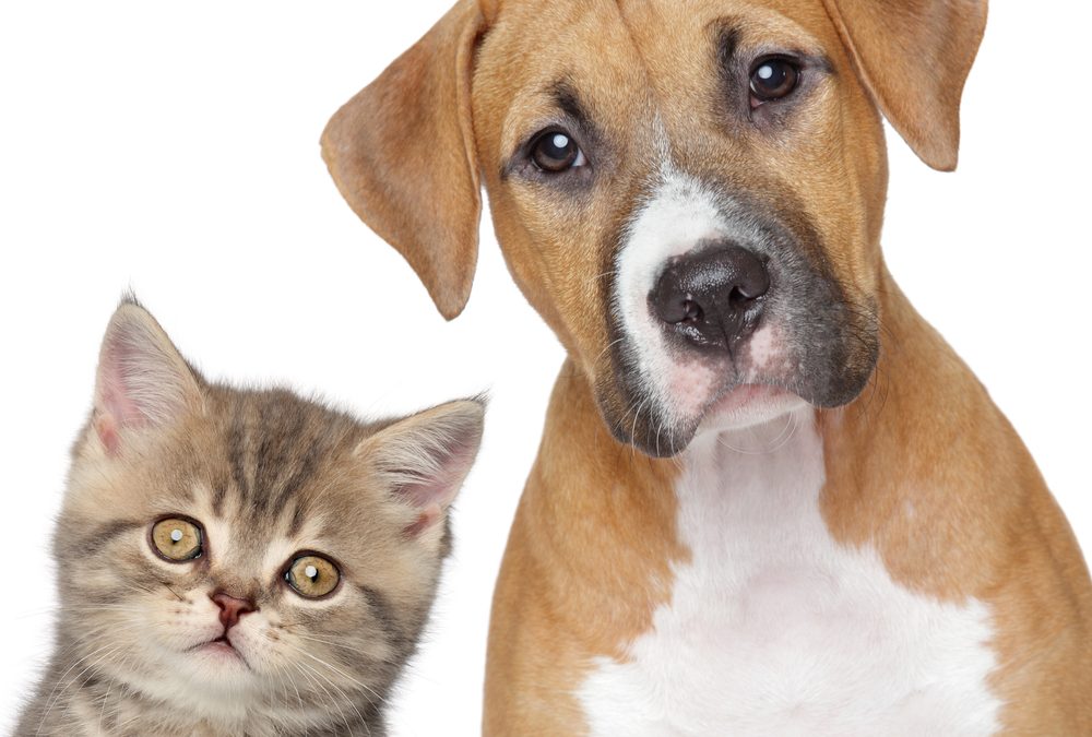 ¿CABE LA POSIBILIDAD DE CITAR A UN ANIMAL DOMESTICO COMO TESTIGO EN UN JUICIO?
